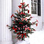 Rescued Ribbon Tree