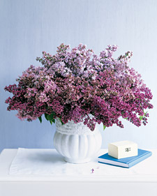 From the Garden: Lilacs