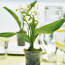 Lily Place Setting