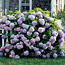 Beautiful Hydrangeas