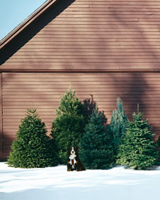 Christmas Trees: A Glossary