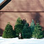 Christmas Trees: A Glossary