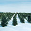 A Day at the Tree Farm