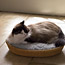 Cat Bed