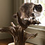 Cat Tree