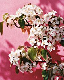 http://images.marthastewart.com/images/content/pub/ms_living/2008Q2/mla103227_0408_pear_flwr_l.jpg