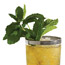 Mint Julep