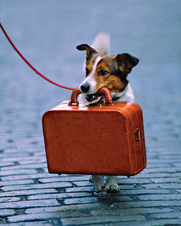 Pet Travel: How to Travel Safely with Pets