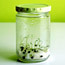 Super Sprouts