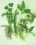 Start an Herb Garden