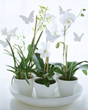 Potted Orchids