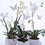Potted Orchids
