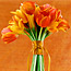 Vivid Tulips