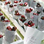 Cherry Favors