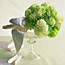Green Viburnum
