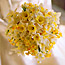 Decadent Daffodils