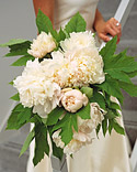 An Armful of Peonies