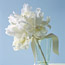 White Bouquets: Exotic