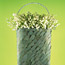 Lily-of the-Valley