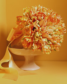 Parrot and Button Tulips