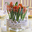 Hyacinth Bulb Centerpiece