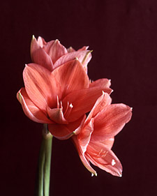 Amaryllis