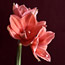 Amaryllis