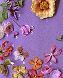 A Glossary of Patterned Petals