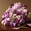 Lush Lilacs