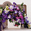 Climbing Clematis