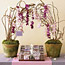 Favor Display Ideas