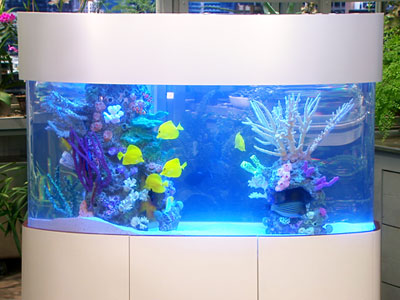 Recipes  Woman   on Justin Muir Explains How To Properly Outfit A Saltwater Aquarium For