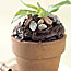 Flowerpot Cakes