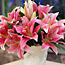 Oriental Lilies 