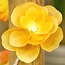Flower Party Lights