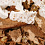 Huguenot Torte
