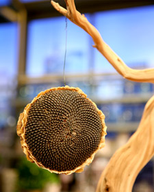 Good Thing: Sunflower Bird Feeder