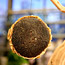 Sunflower Bird Feeder