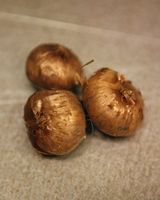 Forcing Bulbs