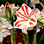 How to Force Amaryllis