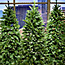 Christmas Trees