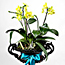 Orchid Arrangement 
