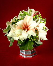 Amaryllis Arranging