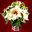 Amaryllis Arranging