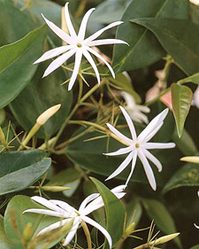 Fragrant Houseplants