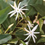 Fragrant Houseplants
