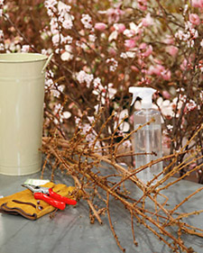 Forcing Branches