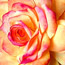 Paper Roses