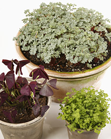 Growing Shamrocks