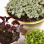 Growing Shamrocks
